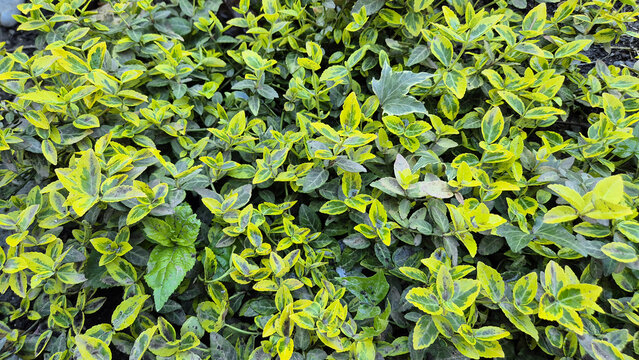 An overhead view of a dense groundcover featuring small, oval, variegated green and yellow leaves with occasional larger green leaves mixed in.