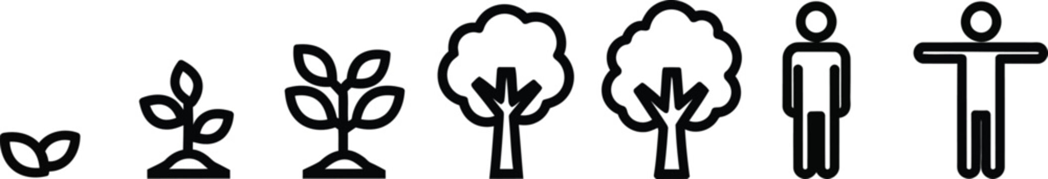Life Cycle Stages: Seed to Mature Tree and Human Development