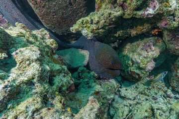coral reef with fish © Evgenios