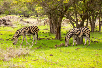 Obraz premium Zebras walking in a green meadow and eating grass. African zebras in the savannah. Wild animals in their natural habitat.