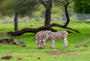 Obraz premium Zebras walking in a green meadow and eating grass. African zebras in the savannah. Wild animals in their natural habitat.