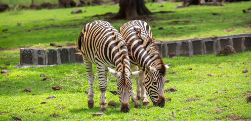 Obraz premium Zebras walking in a green meadow and eating grass. African zebras in the savannah. Wild animals in their natural habitat.