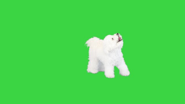 A cute white bichon frise dog standing on a green screen background