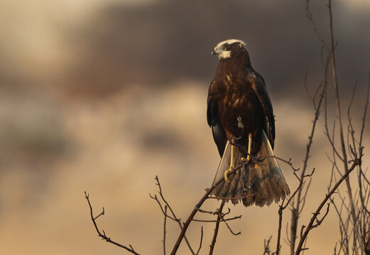 Portrait of a Eurasian Marsh harrier perched on a tree at Buhair, Bahrain