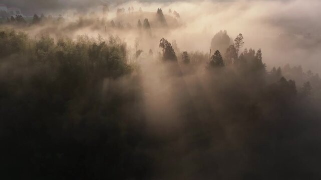 Morning mist in forest with sunbeams piercing through pine trees and layered foliage