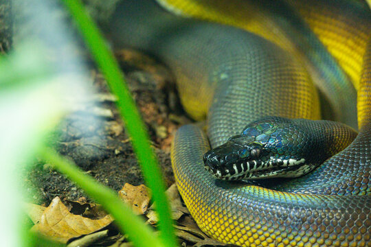 White lipped Python in the Singapore zoo