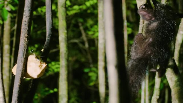 Close up of a Aye aye (Daubentonia madagascariensis). Tropical rainforest of Madagascar island.