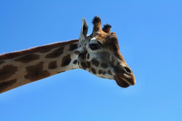 Fototapeta premium Close-up giraffe portrait looking at camera, wildlife conservation concept