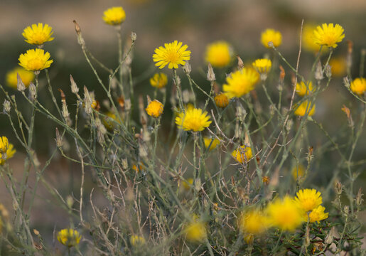 Mouse-Ear Hawkweed yellow wild flower at Saar, Bahrain