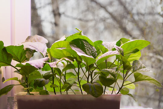 Growing eggplants from seedlings. A seedling box by the window.