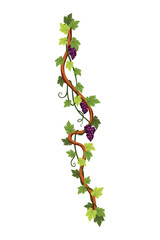 Naklejka premium Grape bunch. Cluster of berries and leaves. Grape vine, decorative climbing plant. Fruit, growing healthy food isolated on white background