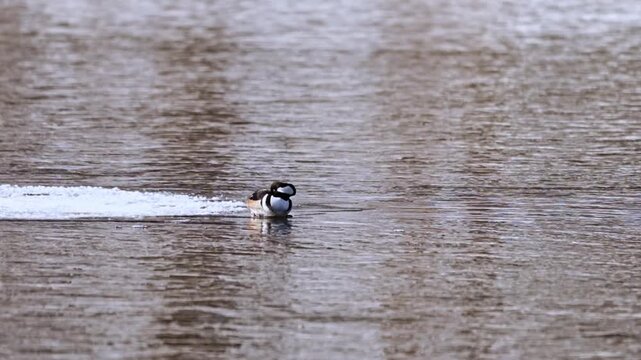 Hooded merganser resting on icy water, duck curled up on frozen surface in winter cold.