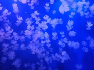 aquarium jellyfish © Mary