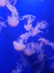 jellyfish in aquarium © Mary