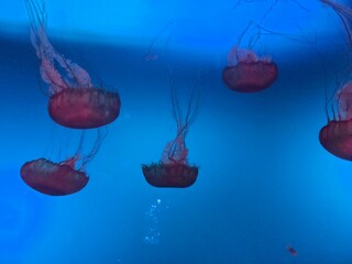 jellyfish in aquarium © Mary
