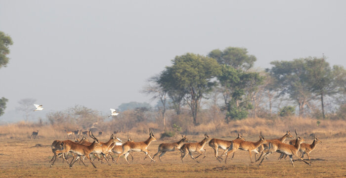 Herd of Red Lechwe antelope galloping across Busanga Plains, Kafue National Park, Zambia. White egrets take flight alongside in a dramatic African wildlife action scene.