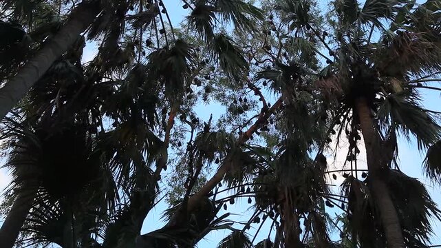 Fruit bats or flying foxes in Australia hanging in trees 1
