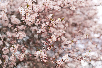 Fototapeta premium A soft-focus close-up of delicate pink cherry blossoms on a branch, captured in warm natural light.