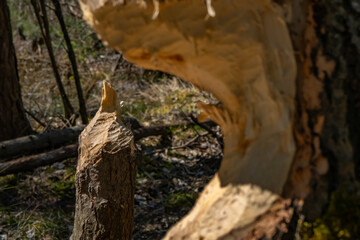 Fototapeta premium Beaver-gnawed tree trunk with visible wood fibers and splintered surface. Natural wildlife activity captured in forest habitat with shallow depth of field