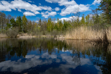 Obraz premium Calm pond with reflections of trees and clouds. Spring landscape with reeds and forest edge, creating a serene natural scene with mirror-like water surface