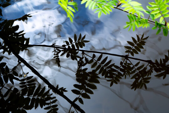 Abstract reflection of tree branches and leaves on water surface. Distorted ripples create a soft, artistic pattern with contrast between dark silhouettes and bright sky tones