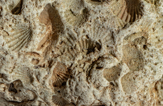 Close-up of fossilized brachiopods embedded in limestone. Detailed texture of ancient marine shells forming a natural paleontological background