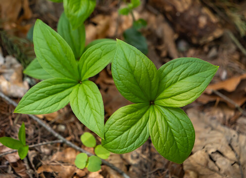 Close-up of Paris quadrifolia (herb Paris) with characteristic four-leaf symmetry. Forest floor plant photographed in natural light, highlighting leaf structure and botanical detail