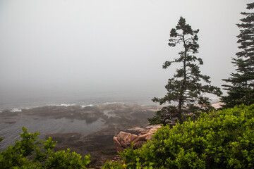Naklejka premium Rocky shoreline with pine trees covered in dense fog and mist in Acadia