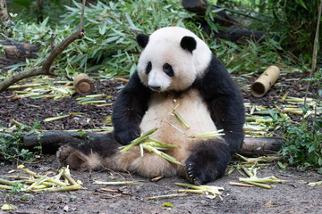 Close up sweet panda Hua Hua, eating bamboo, Chengdu Panda Base, China © foreverhappy