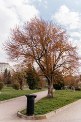 Fototapeta premium A peaceful urban park scene featuring a large tree with autumn foliage beside a paved walkway and grassy areas.