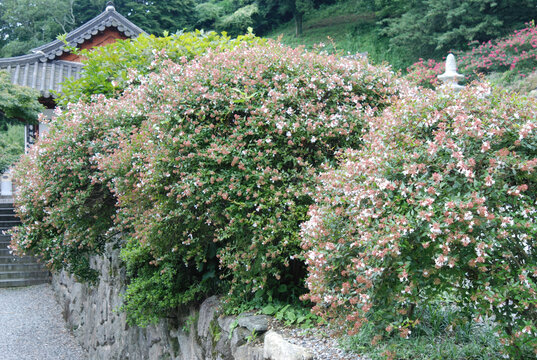 Abelia x grandiflora is a semi-evergreen shrub in Korea. This hybrid botanical specimen features long blooming periods and arching branches for scientific study in nature.