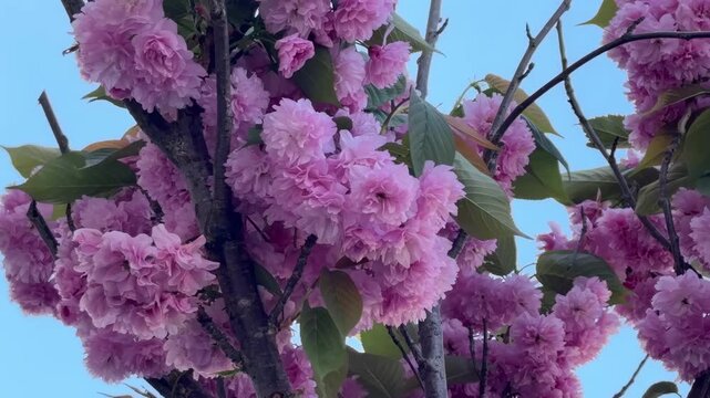 Stunning close-up of lush pink Kanzan cherry blossoms in full bloom against a clear blue sky. 