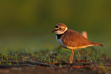 Sieweczka rzeczna (Charadrius dubius) © Bartosz Rakoczy