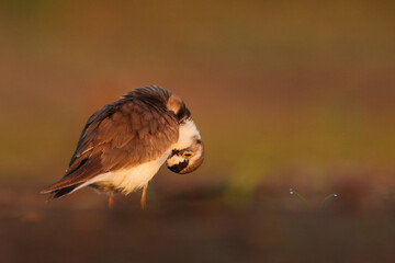Sieweczka rzeczna (Charadrius dubius) © Bartosz Rakoczy
