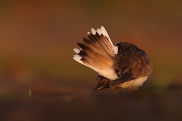 Sieweczka rzeczna (Charadrius dubius) © Bartosz Rakoczy
