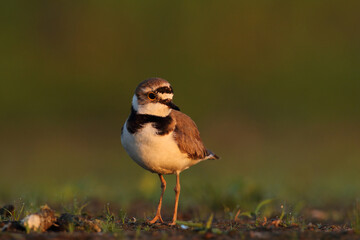 Sieweczka rzeczna (Charadrius dubius) © Bartosz Rakoczy