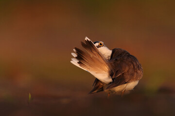 Sieweczka rzeczna (Charadrius dubius) © Bartosz Rakoczy