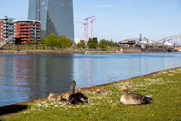 Graugänse am Mainufer mit Skyline in Sachsenhausen, Frankfurt am Main im Frühling © Marc Dyck