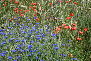 Naklejka premium Mohn und Kornblumen im Getreidefeld