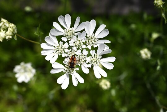 Orlaya grandiflora flowers. Apiaceae perennial. It blooms with delicate white flowers from spring to summer.