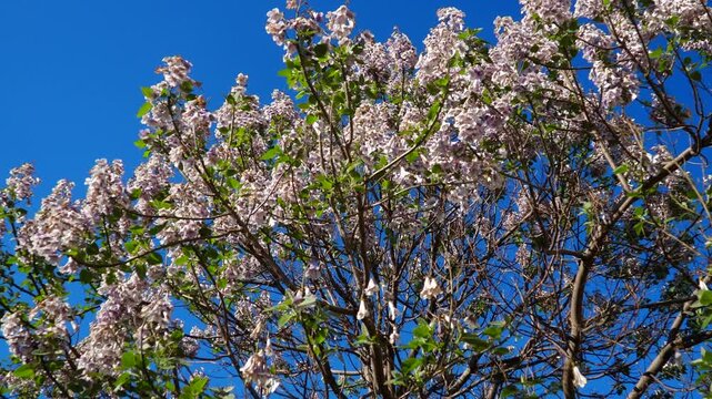 Paulownia genus hardwood trees in family Paulowniaceae, order Lamiales native to east Asia and are widespread across China. Pavlovnia but now spelled Paulownia, princess tree. Pink flowers. Blue sky.