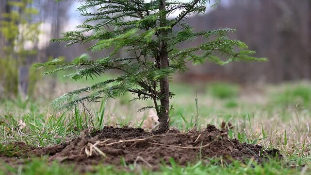 Close-up of a young evergreen sapling planted in soil, gently swaying in a light breeze. Shallow depth of field with natural outdoor background, ecological reforestation and gardening conce