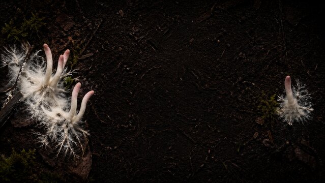 Mysterious White Mycelium Fungus Editorial Banner Header on Dark Forest Floor for Web Design