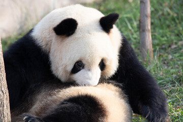 Fototapeta premium Close up Panda licking her fur, Chengdu, China