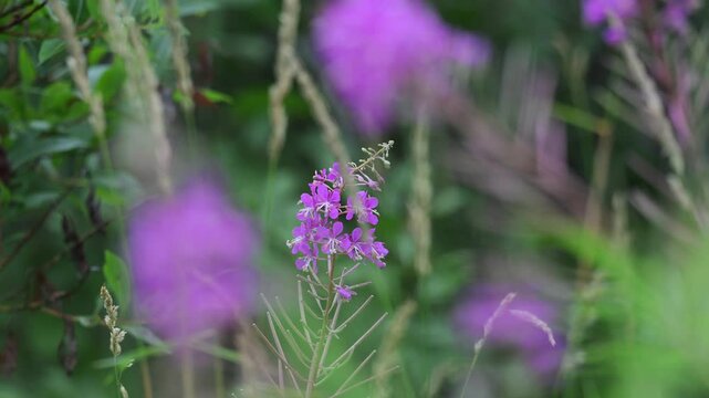 Isolated view of bright pink fireweed wildflowers moving in a light wind creating a vivid natural scene of delicate blooms and soft seasonal motion