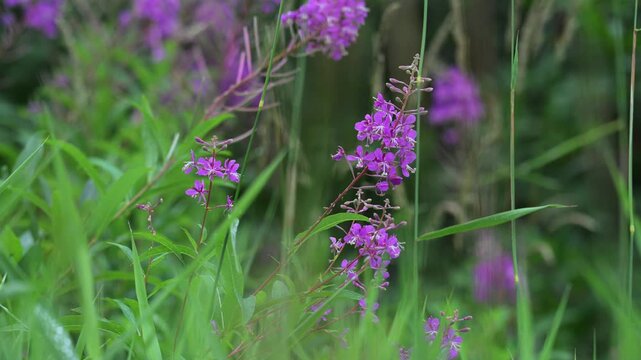 Isolated view of bright pink fireweed wildflowers with green foliage moving in a light wind creating a vivid natural scene of summer meadow beauty