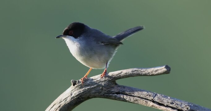 Male Sardinian Warbler (Sylvia melanocephala) perched on a branch, singing.