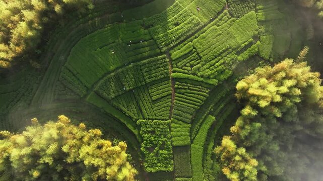 Aerial view of terraced tea plantations interwoven with bamboo forests in rural mountainous landscape