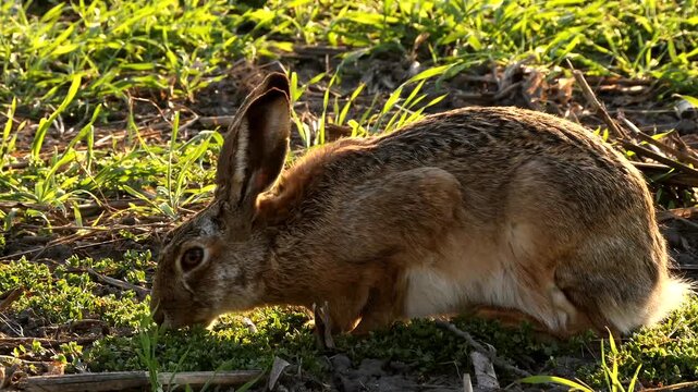 hare, Lepus europaeus, eating herbs 764
