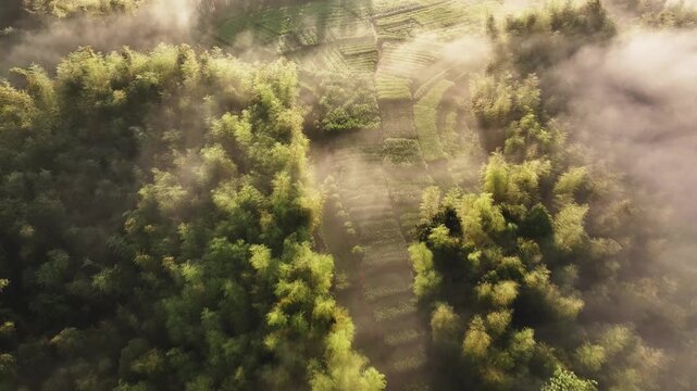 Aerial view of bamboo forest enveloped in morning mist with soft light and natural layers